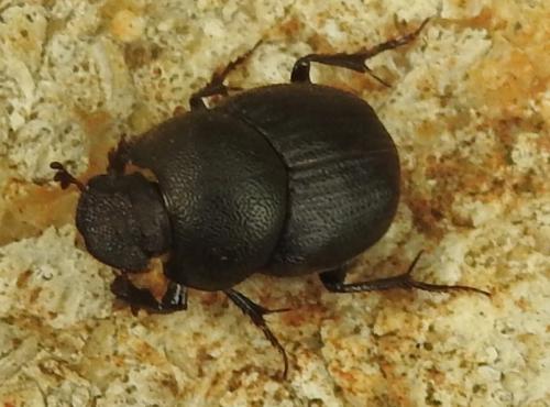 Réf. 280 894 : Onthophagus sp.